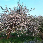 Apple Tree