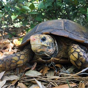 Impressed Tortoise