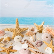 Shells