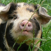 Kunekune Pig