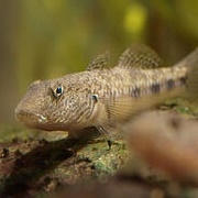 Freshwater Goby