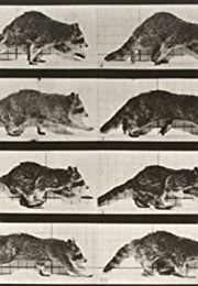 Raccoon Walking (1887) (1890)