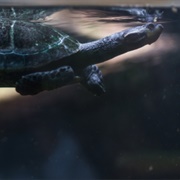 Yellow-Spotted Amazon River Turtle