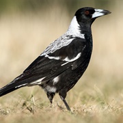 Australian Magpie