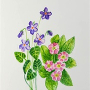 February-Violet/Primrose