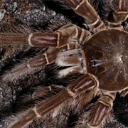 Goliath Bird-Eating Tarantula