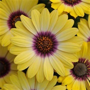 African Daisy