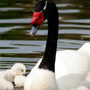 Black Necked Swan