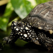 Spotted Pond Turtle