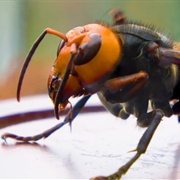 Asian Giant Hornet