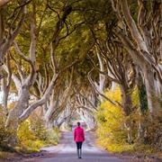 The Dark Hedges