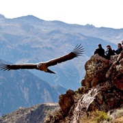 Colca Canyon