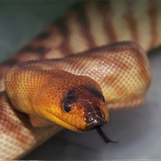 Woma Python