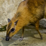 Larger Malay Mouse-Deer