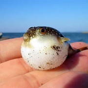 Puffer Fish