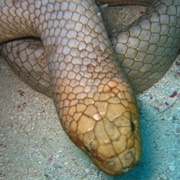 Olive Sea Snake