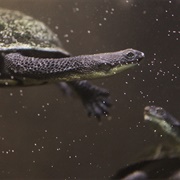 Australian Snake-Necked Turtle