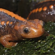 Emperor Newt