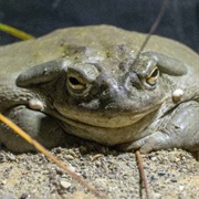 Colorado River Toad