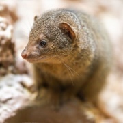 Dwarf Mongoose