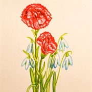 January-Carnation/Snowdrop