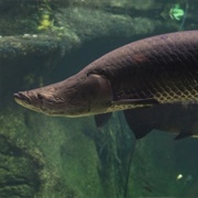 Arapaima