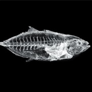 X-Ray Fish