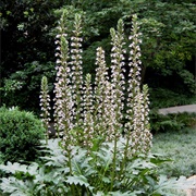 Acanthus