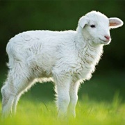 Lamb