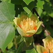 Tulip Tree