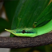 Rhinoceros Snake