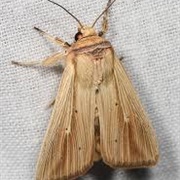 Adjutant Wainscot Moth