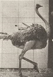 Ostrich Walking (1887) (1890)