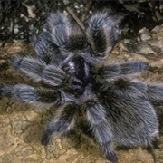 Chilean Rose Tarantula