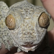 Giant Leaf-Tailed Gecko