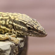 Spiny-Tailed Monitor