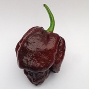 Chocolate Trinidad Moruga Scorpion Pepper