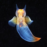 Sea Butterfly