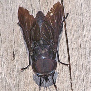 Black Horse Fly