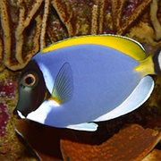 Powder Blue Tang