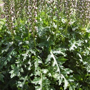 Acanthus Leaves