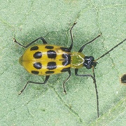 Spotted Cucumber Beetle