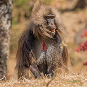 Gelada