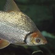 Flagtail Characin