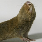 Damaraland Mole Rat