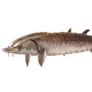 Atlantic Sturgeon