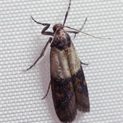 Indianmeal Moth