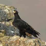 Verreaux&#39;s Eagle