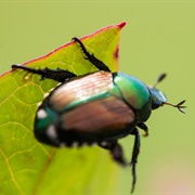 Japanese Beetle