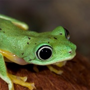 Lemur Leaf Frog